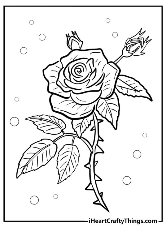 Gothic rose in full bloom with thorns coloring sheet for adults