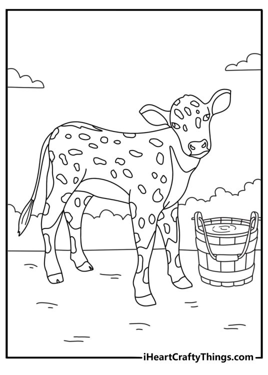 Cow coloring page with a spotted calf standing beside a bucket