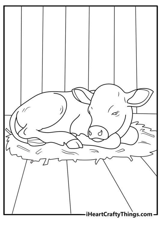 Easy cow coloring page with a calf sleeping on a bed of straw