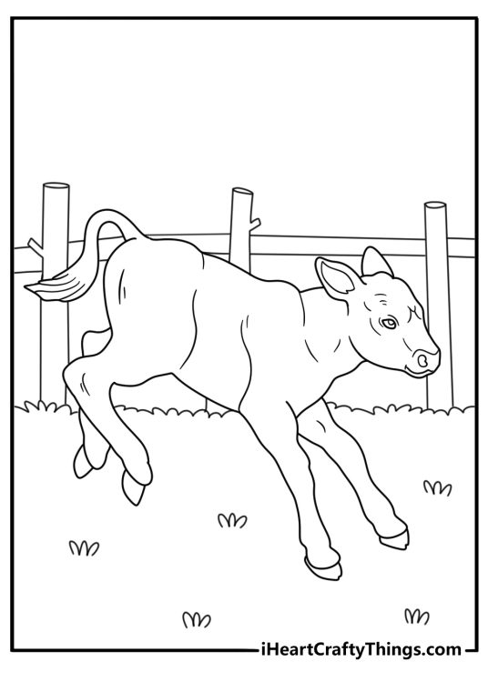 Free cow printable of a calf running beside a wooden fence