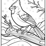 Cardinal on a snowy branch detailed coloring sheet