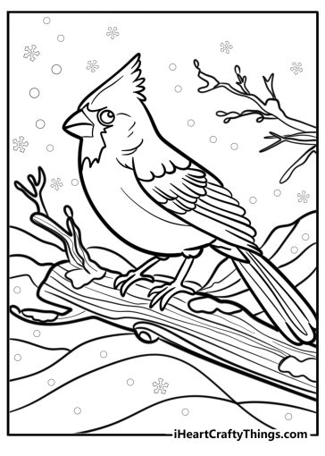 Cardinal on a snowy branch detailed coloring sheet