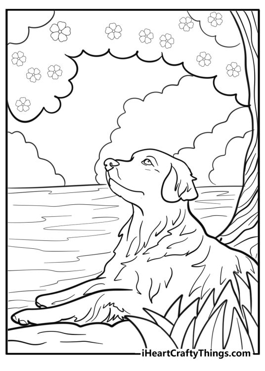 Golden retriever resting in the shade detailed coloring sheet