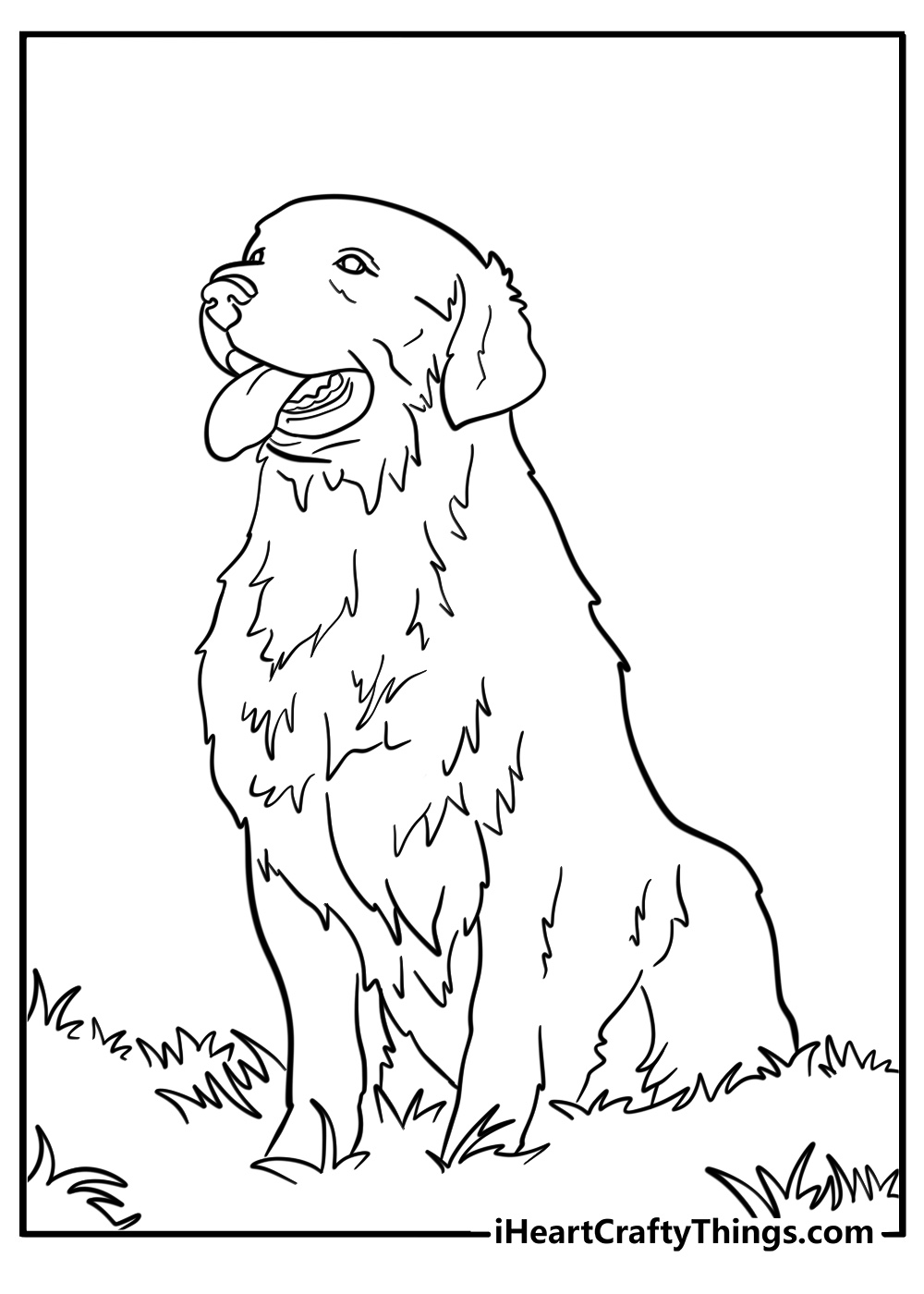 Golden retriever sitting in the grass fun coloring sheet