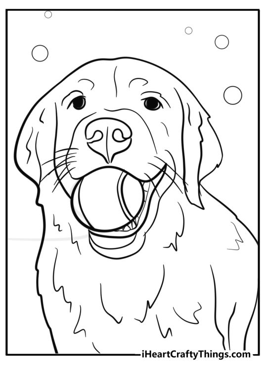 Golden retriever with a tennis ball detailed coloring sheet