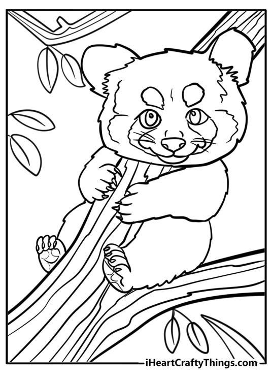 Detailed coloring page featuring fluffy red panda with sharp nails climbing a tree