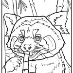 Red panda eating bamboo detailed coloring sheet