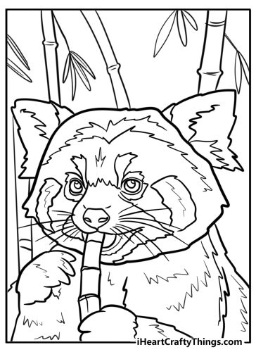 Red panda eating bamboo detailed coloring sheet