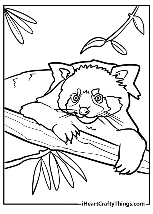 Coloring page of a red panda peeking from behind leaves and branches with a curious expression