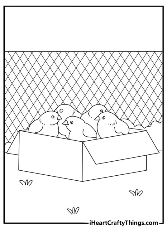 Baby chicks in small enclosure petting zoo coloring page