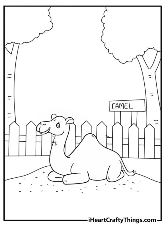 Camel resting near sandy enclosure zoo animal coloring sheet printable