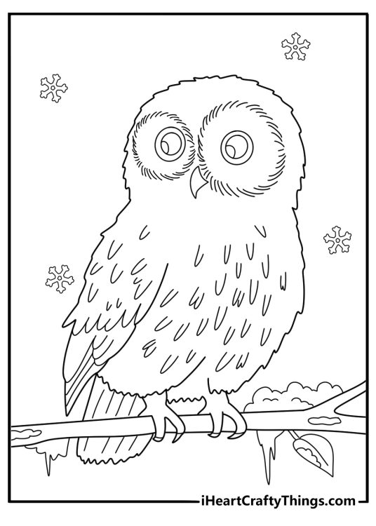 Cartoon owl sitting on a snowy branch fun winter coloring sheet