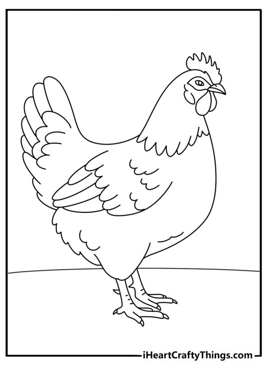 Chicken coloring page for children featuring realistic hen with a fluffy plumage and an impressive ridge