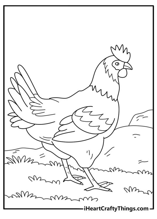 Chicken coloring printable sheet depicting curious looking hen standing on a grass