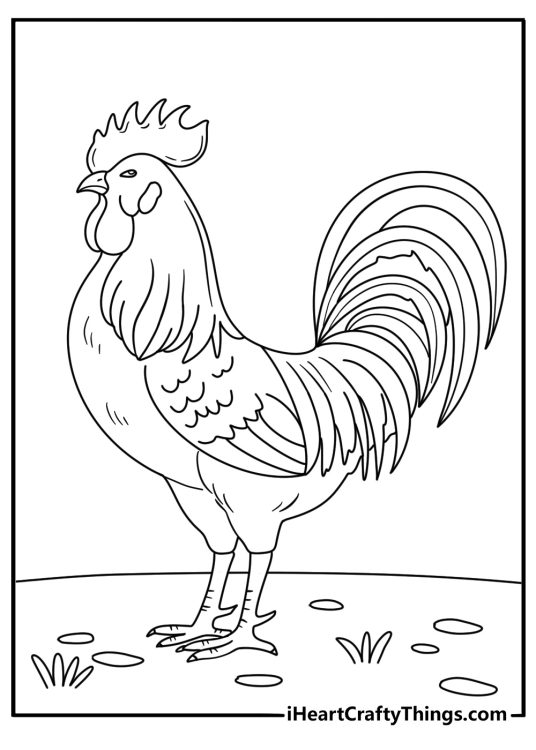Detailed chicken themed coloring sheet featuring friendly looking rooster with intricate plumage