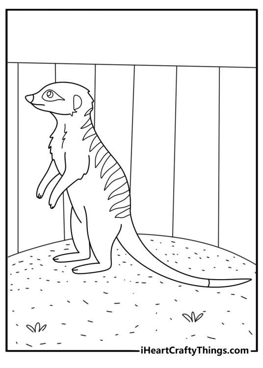 Meerkat standing upright on sand mound zoo animal coloring page