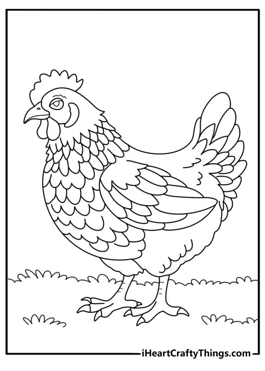 Realistic chicken coloring page showing farm hen side profile with layered feathers