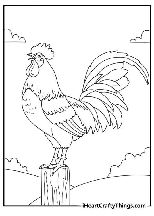 Rooster crowing on a fence fun printable coloring sheet