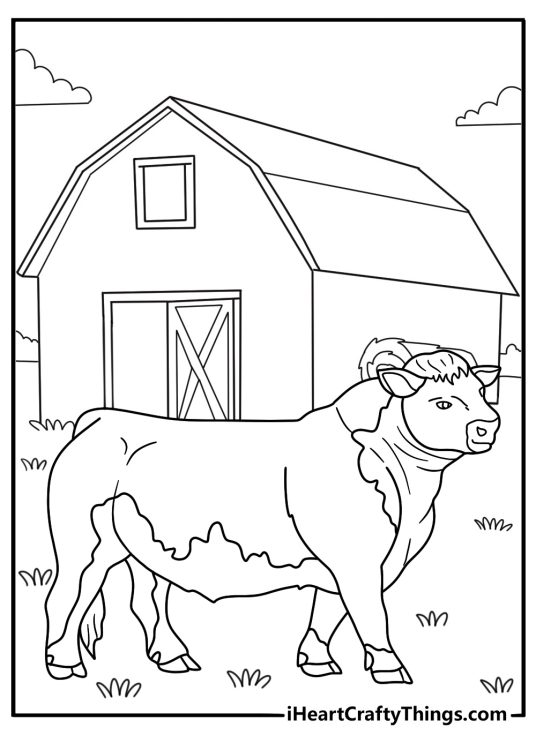 A Hereford bull walks past a red barn in this easy coloring sheet