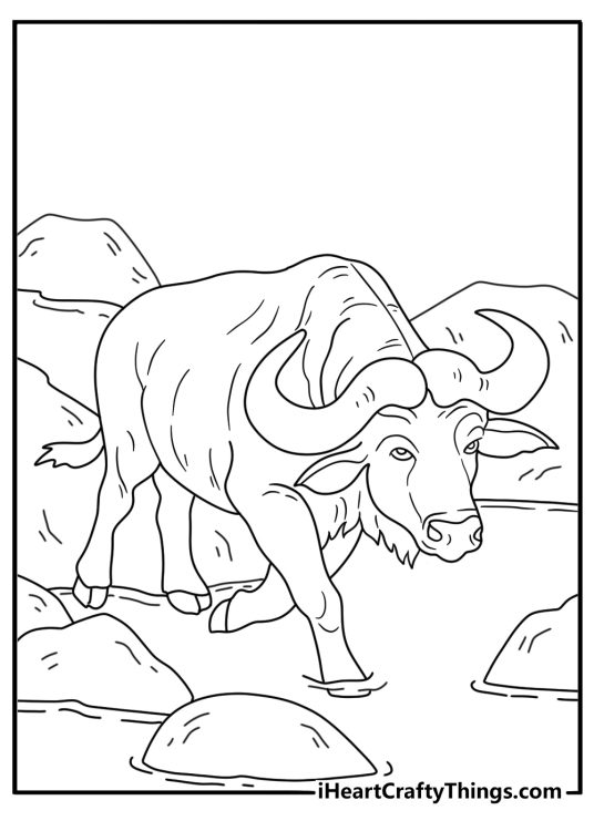 Bull coloring page for kids showing a bull crossing a shallow stream