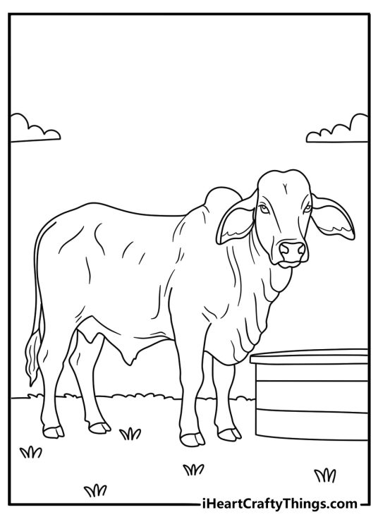Bull coloring page showing a Brahman bull beside a water trough
