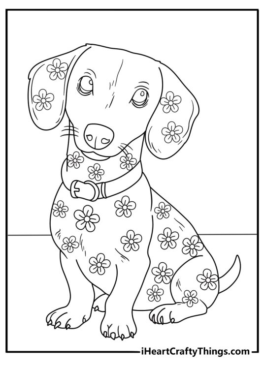 Detailed dachshund coloring sheet for adults with floral patterns along the long body
