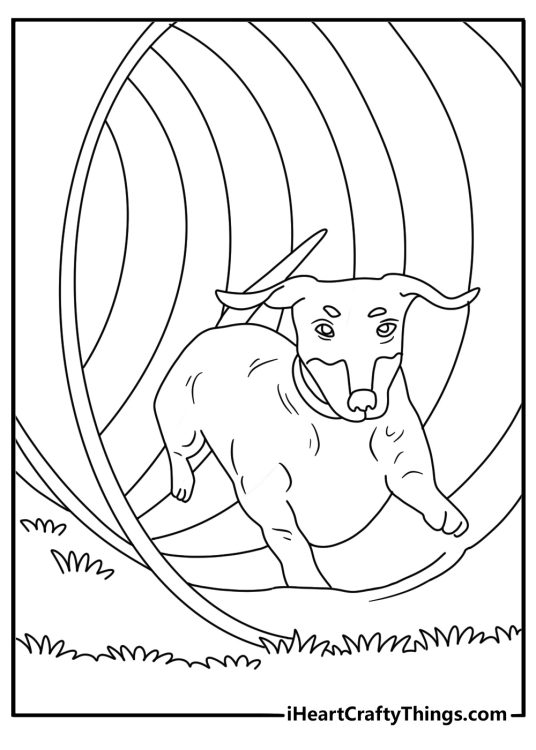 Free printable of a dachshund crossing an agility tunnel