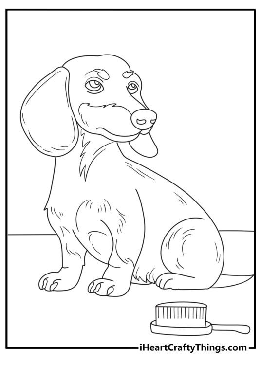Printable pet coloring page featuring a wire haired dachshund beside a grooming brush