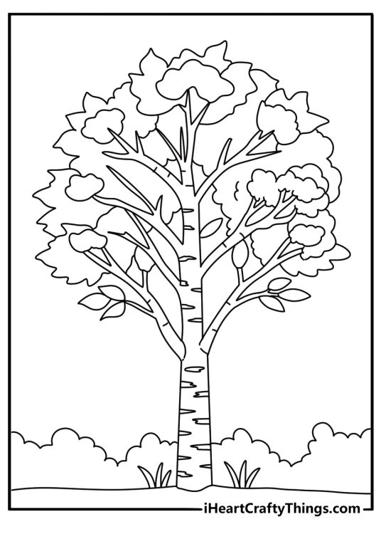 Tree coloring sheet with a birch tree and white bark patterns