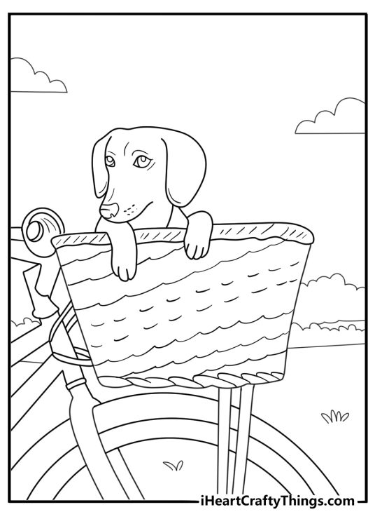 dachshund riding in a bicycle basket easy coloring sheet