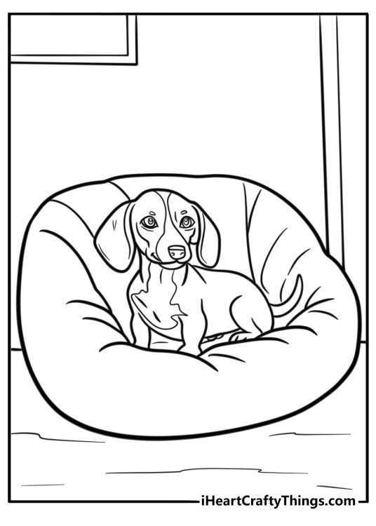 Dachshund sitting in a dog bed free coloring page pdf