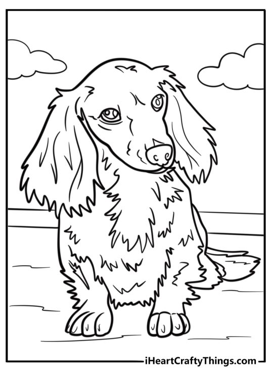 Long-haired dachshund standing coloring sheet