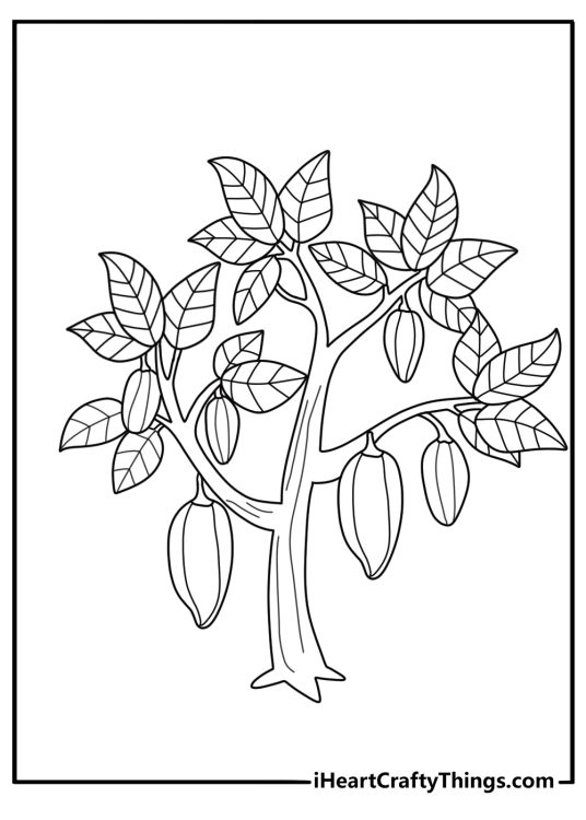 Cacao tree with pods and leaves cocoa coloring sheet