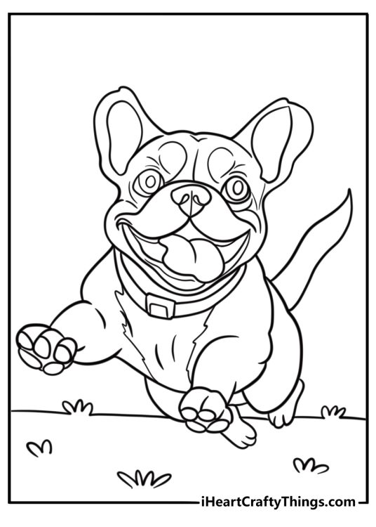 French bulldog running with joy fun printable coloring sheet