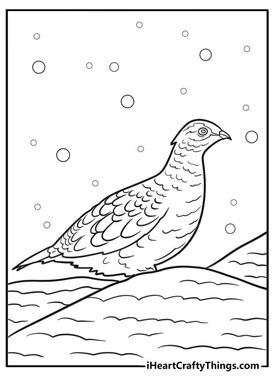 Ptarmigan bird camouflaged in the snow fun printable coloring sheet