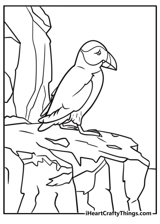 Puffin bird perched on a snowy rock free coloring page pdf