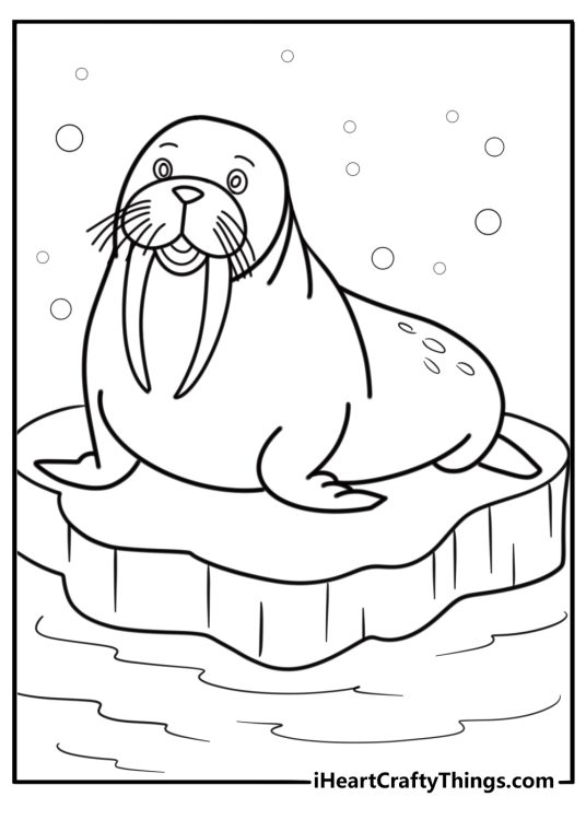 Walrus with big tusks sitting on ice fun printable coloring sheet
