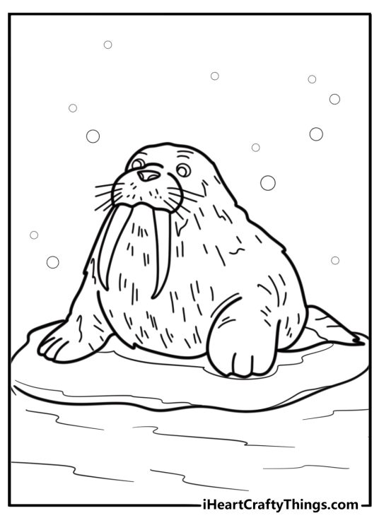 Walrus with whiskers and tusks resting free coloring page pdf