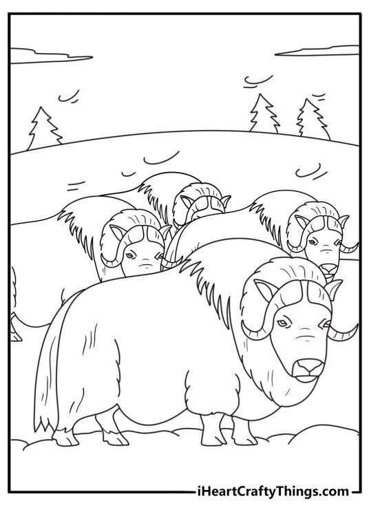 Musk ox herd facing cold wind simple coloring sheet for kids