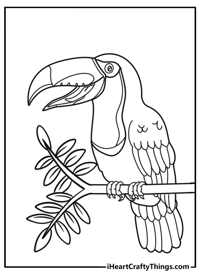 Toucan coloring pages