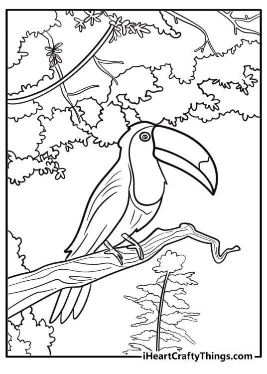 Toucan looking into the distance printable coloring sheet