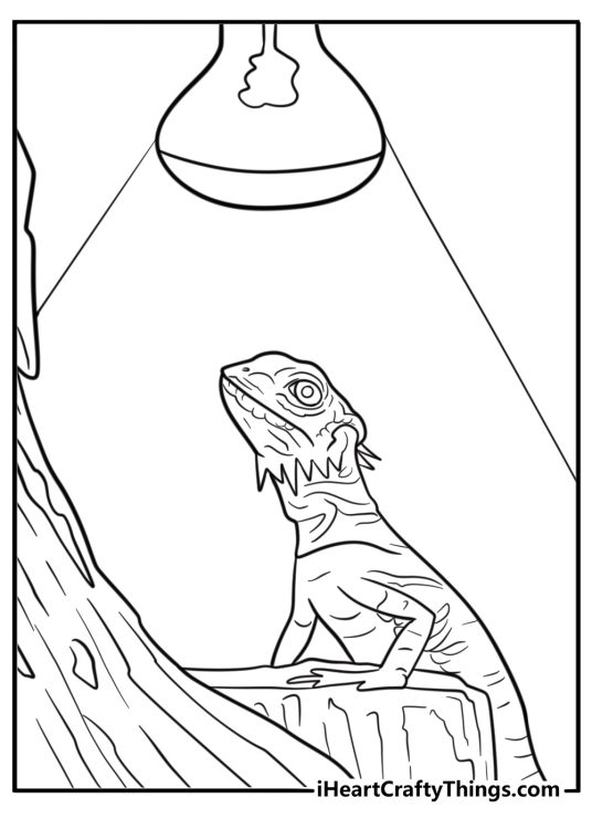 Bearded dragon basking under a heat lamp coloring page