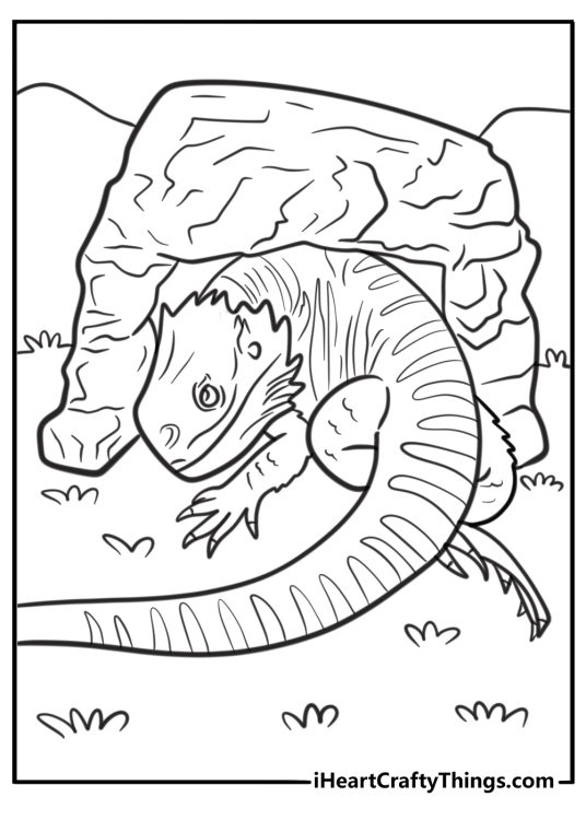 Bearded dragon curled up sleeping coloring page