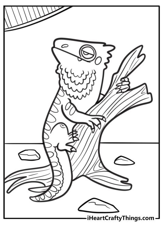 Bearded dragon exploring its enclosure coloring page