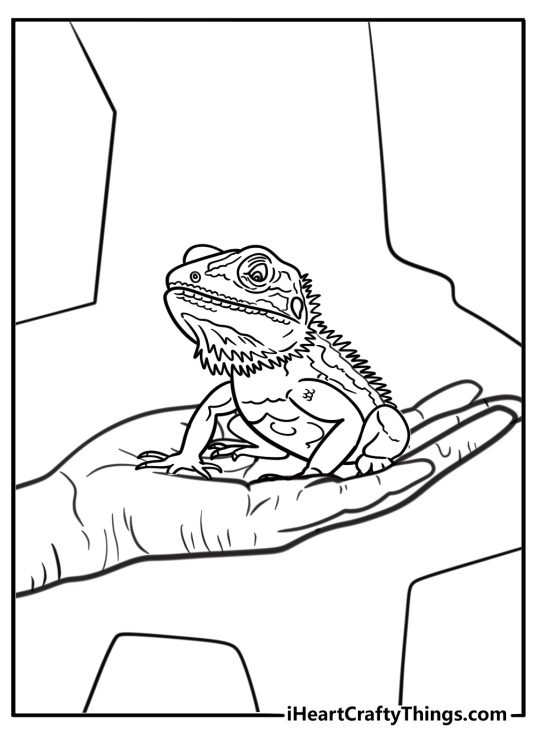 Bearded dragon looking at a human hand coloring page