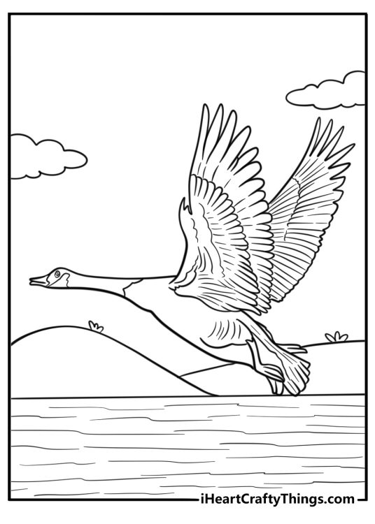 Canadian goose flying over a lake free coloring page