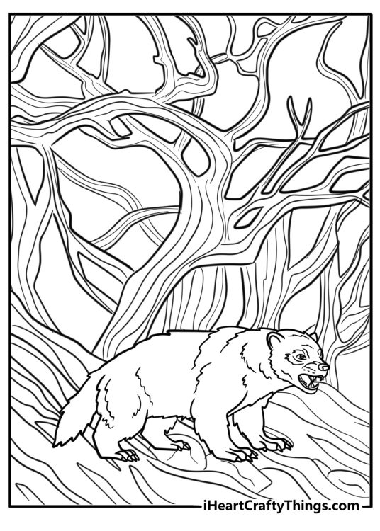 Wolverine in a forest habitat coloring page