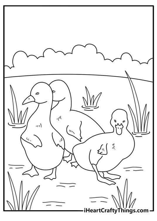 Free printable swan sheet showing a cygnet beside small reeds