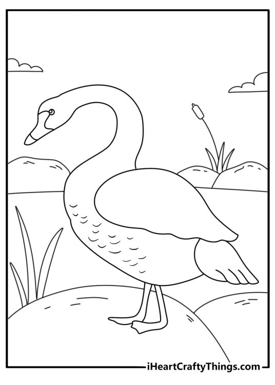 Swan coloring page showing a black swan near smooth pond stones