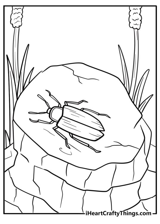Beetle walking across a rock coloring page